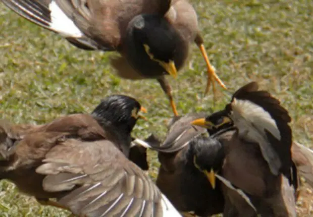 Invasion du Martin triste en Algérie : La Direction générale des forêts passe à l’action