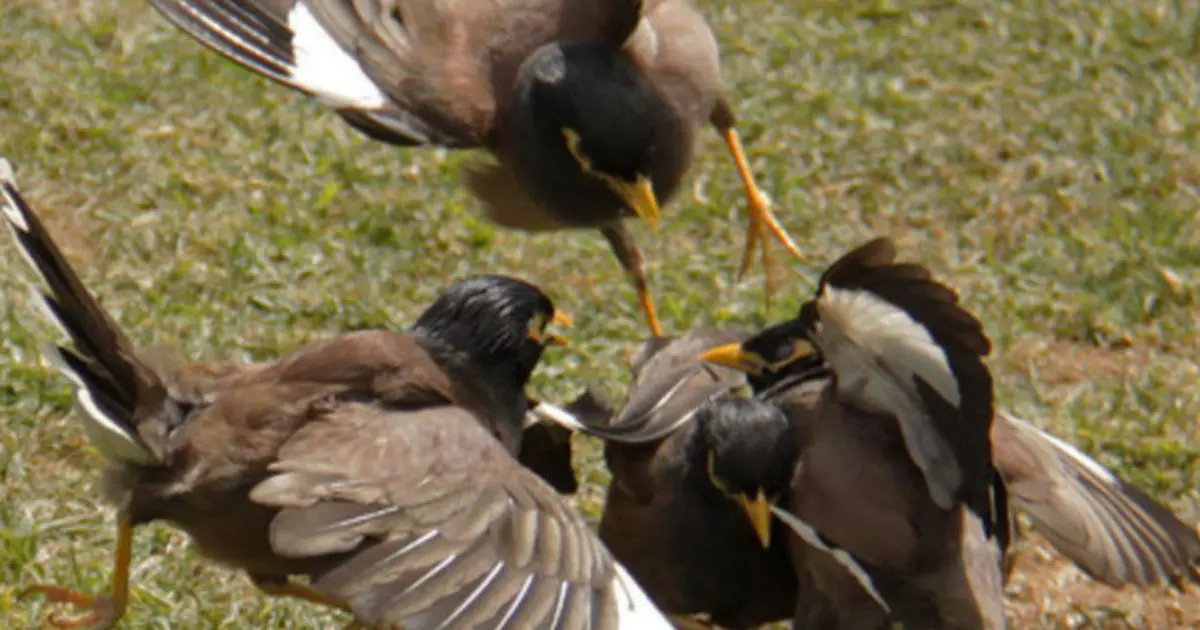 Invasion du Martin triste en Algérie : La Direction générale des forêts passe à l’action