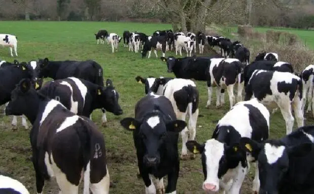 Les vaches laitières américaines génétiquement modifiées débarquent en Algérie