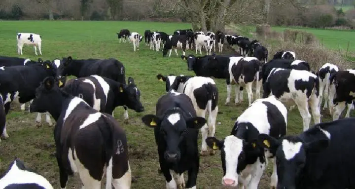 Les vaches laitières américaines génétiquement modifiées débarquent en Algérie