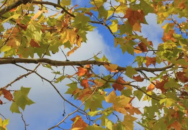 Le temps en Algérie ce mercredi 6 novembre : que disent les prévisions météo du jour ?