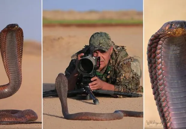 À 1 m d’un cobra prêt à bondir : Djamal Hadj Aissa capture la photo sauvage de l’année 2024