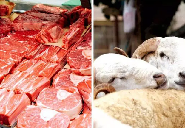 La viande rouge à 2500 DA/kg pour le Ramadan : La baisse des prix du bétail se confirme