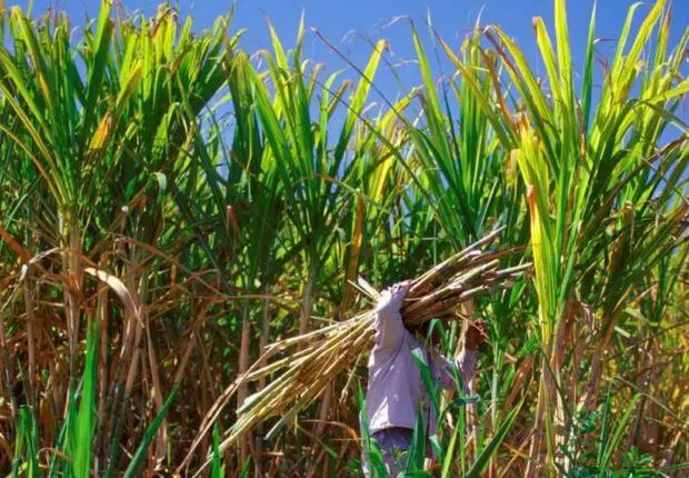 Méga-projet agricole algéro-italien : 50 000 hectares dédiés à la canne à sucre et aux céréales
