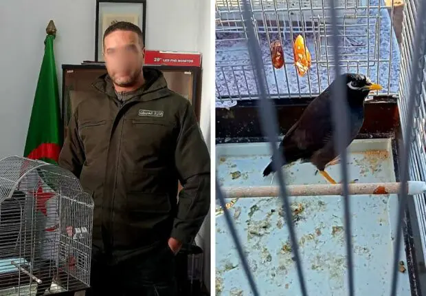INSOLITE. Un individu tente de vendre l&rsquo;un des oiseaux les plus nuisibles du monde à Sidi Bel Abbès