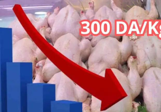Les prix de la volaille s’effondrent : Cet expert dévoile la « vraie » raison de cette baisse