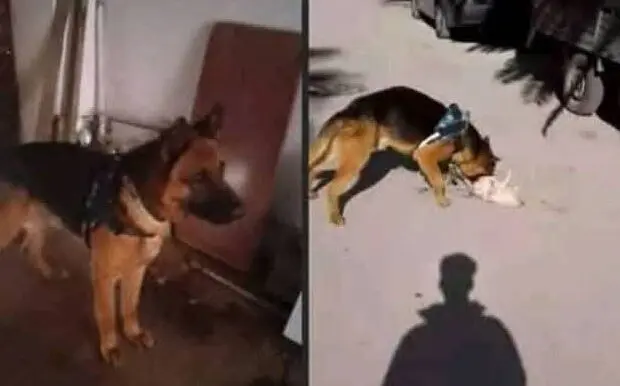 Un acte barbare filmé et diffusé : un adolescent filme son chien en train de dévorer un chat !