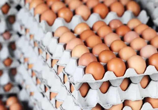 Prix des œufs en Algérie : une tarification abusive au détriment des consommateurs ?