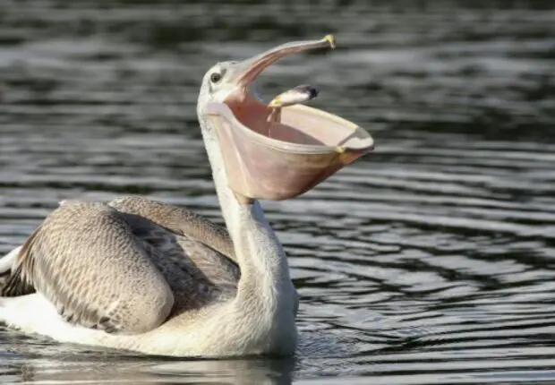 Observé pour la 1ʳᵉ fois en Algérie : un pélican gris fait une apparition surprise à Mila (VIDÉO)