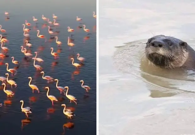 Sahara algérien : Cette zone humide bientôt reconnue comme site « d’importance internationale »