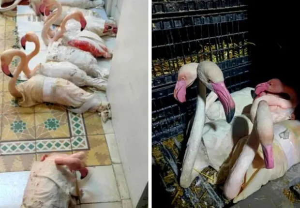 INSOLITE. Un Tunisien intercepté avec des « flamants roses » à la frontière algérienne