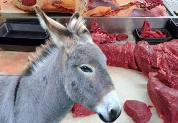 Viande d’âne destinée à la vente pendant le Ramadan : un trafic déjoué in extremis à Sétif