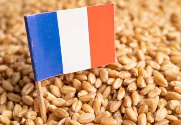 Tensions franco-algériennes : les exportations alimentaires françaises en chute libre