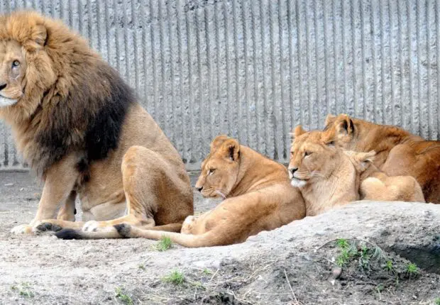 Attaque mortelle : un gardien de zoo dévoré par 3 lions à Tlemcen