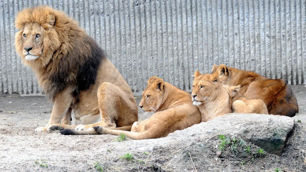 Attaque mortelle : un gardien de zoo dévoré par 3 lions à Tlemcen