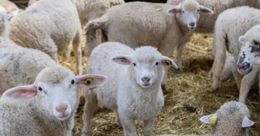 Seulement 20.000 DA : Le prix incroyable des moutons de Roumanie