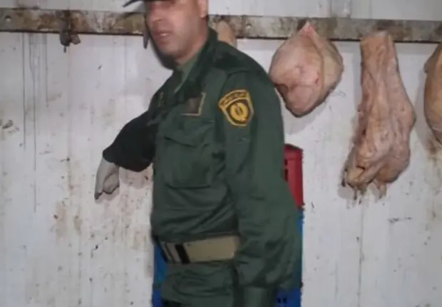 Scandale alimentaire à Alger en plein Ramadan : 115 quintaux de viande avariée saisis