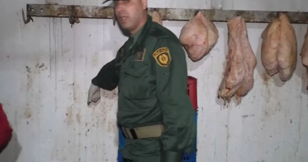 Scandale alimentaire à Alger en plein Ramadan : 115 quintaux de viande avariée saisis