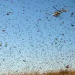 La FAO met en garde contre une recrudescence du criquet en Afrique : l’Algérie est-elle concernée ?