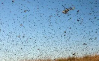 La FAO met en garde contre une recrudescence du criquet en Afrique : l’Algérie est-elle concernée ?