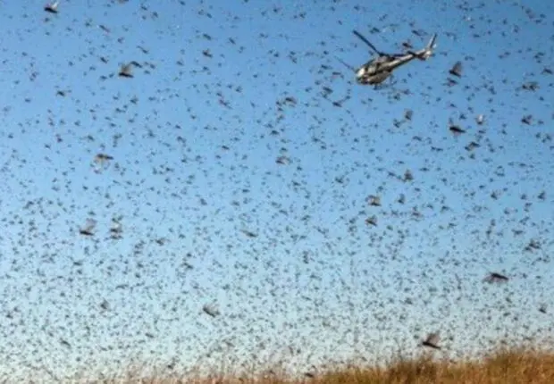 ALERTE. Ces 14 wilayas risquent une invasion imminente du criquet pèlerin