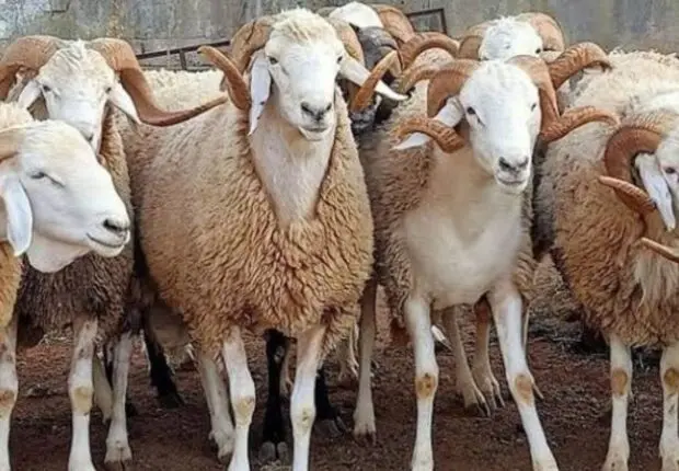 Avec un prix estimé à 50 000 DA… Alger s’apprête à accueillir 10% des moutons importés