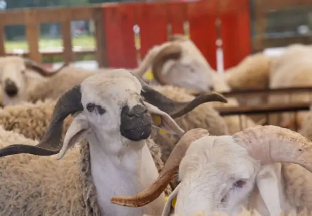 Aïd al-Adha 2025 : Ouverture des inscriptions pour l’acquisition de moutons au profit des employés