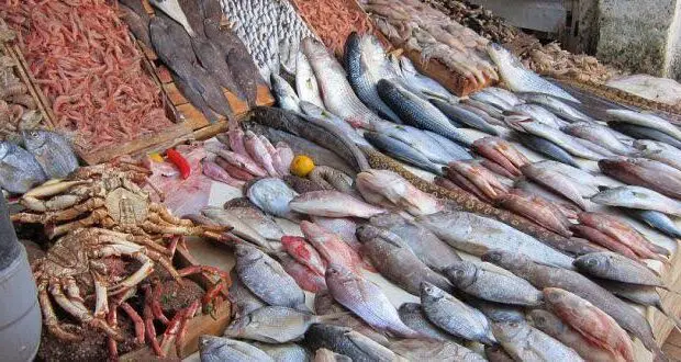 Ramadan 2025 : Plus de 200 points de vente directe pour les produits de la pêche