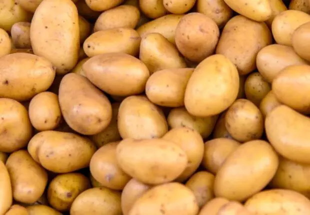Pomme de terre en Algérie : les agriculteurs saluent une année de production exceptionnelle