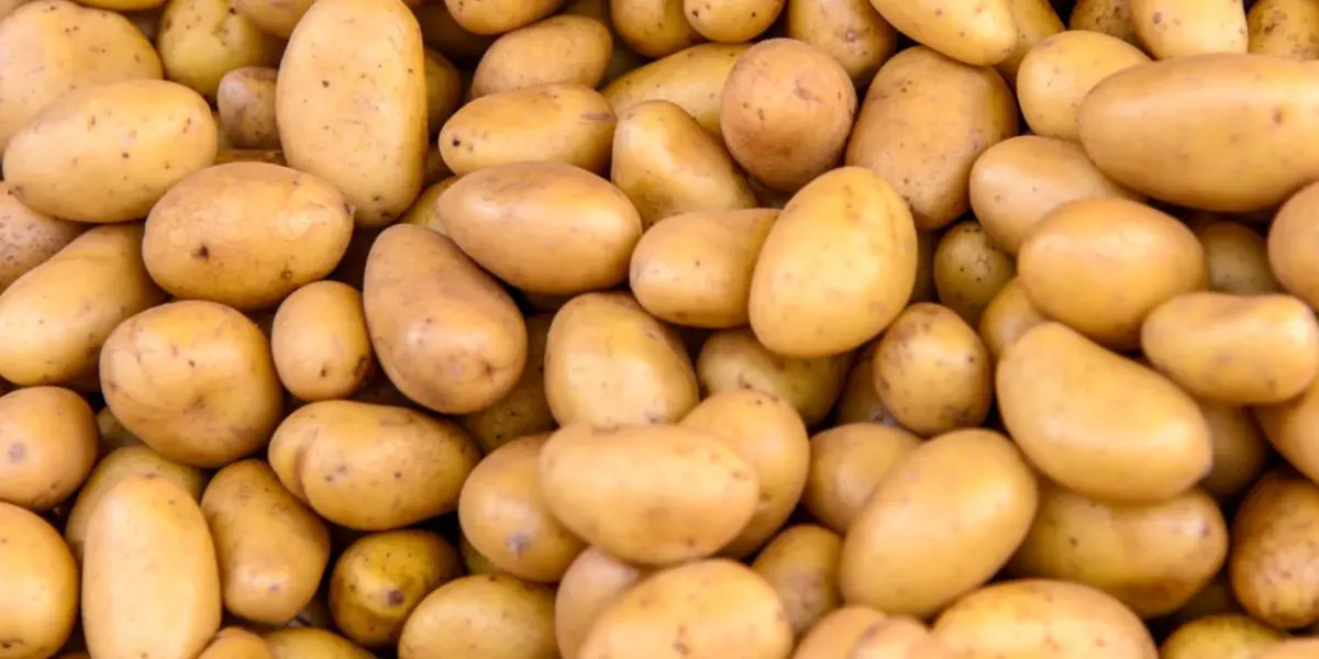 Pomme de terre en Algérie : les agriculteurs saluent une année de production exceptionnelle