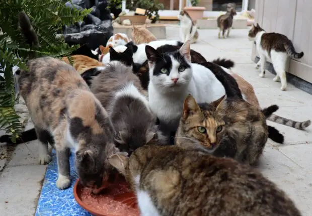 Une Algérienne abandonne sa famille pour vivre avec ses 86 chats