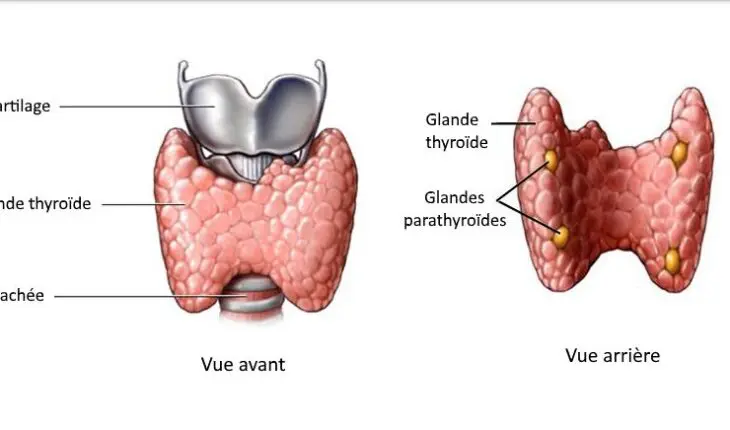 Anatomie de la glande thyroïde