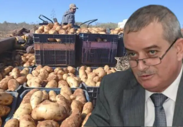 Ils incitaient à retarder la récolte de pomme de terre : 3 spéculateurs poursuivis à Mostaganem