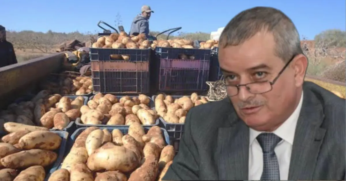 Ils incitaient à retarder la récolte de pomme de terre : 3 spéculateurs poursuivis à Mostaganem