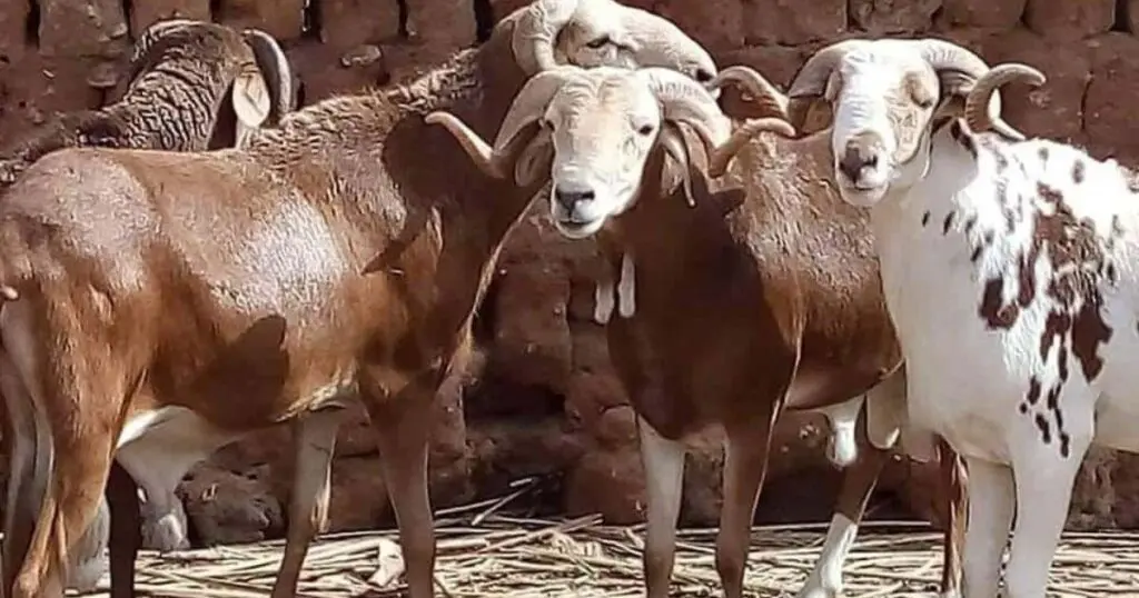 Moutons en Algérie : Le transfert de ces races vers les wilayas du Nord est strictement interdit