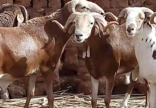 Moutons en Algérie : Le transfert de ces races vers les wilayas du Nord est strictement interdit