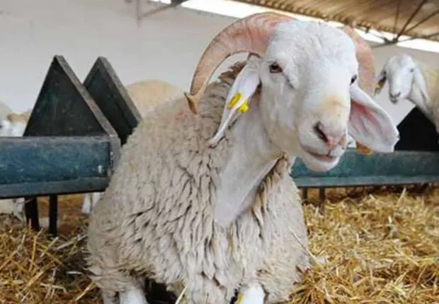 Importation de moutons pour l’Aïd Al-Adha 2025 : Les nouvelles règles fixées par l’État