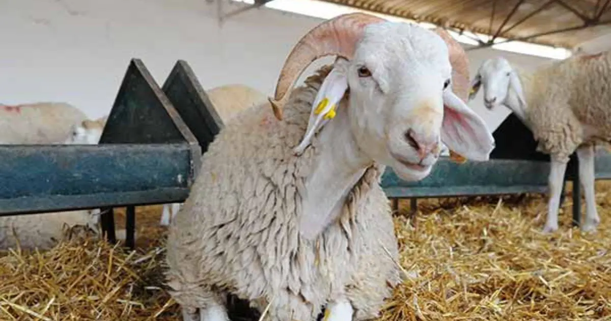 Importation de moutons pour l’Aïd Al-Adha 2025 : Les nouvelles règles fixées par l’État