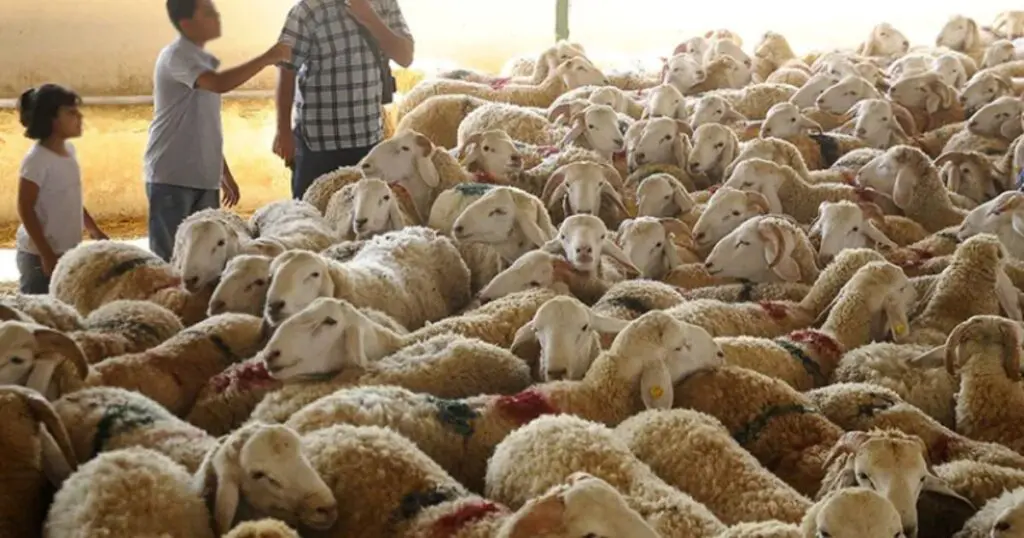Forte baisse du « cours » du mouton local : Voici les nouveaux prix
