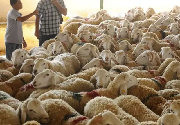 Forte baisse du « cours » du mouton local : Voici les nouveaux prix
