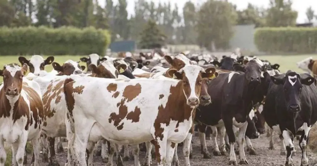 Production de viande rouge : L&rsquo;Italie veut s&rsquo;implanter dans le sud algérien