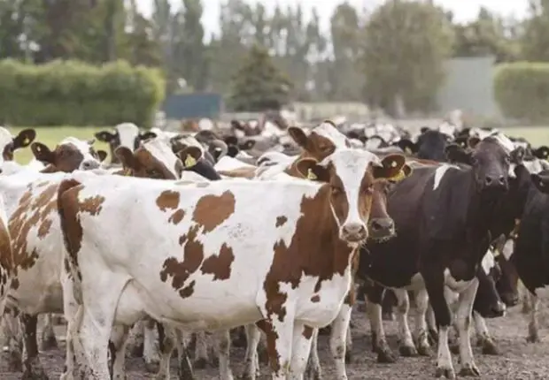 Production de viande rouge : L’Italie veut s’implanter dans le sud algérien