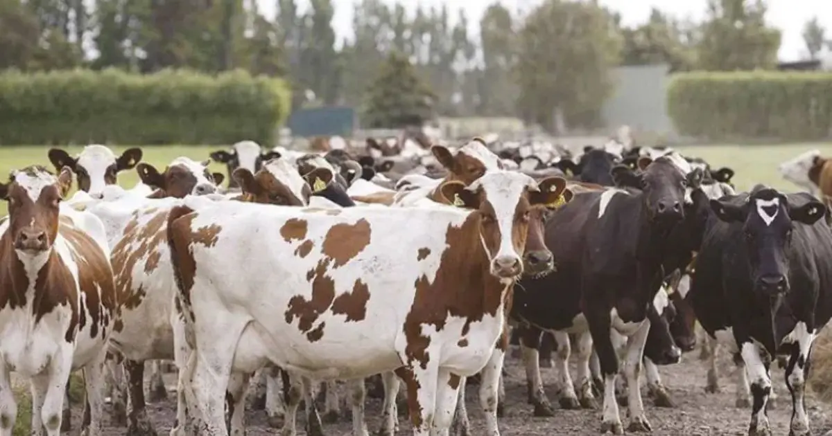 Production de viande rouge : L’Italie veut s’implanter dans le sud algérien
