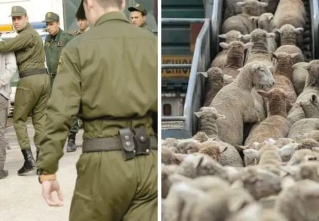 Rumeur sur la mort subite des moutons importés : L’auteur de la vidéo arrêté à Alger