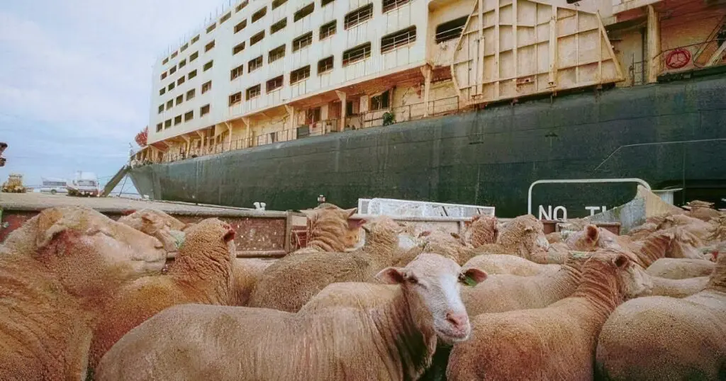 L&rsquo;importation des moutons de l&rsquo;Aïd démarre : ces 2 pays envoient les premières cargaisons