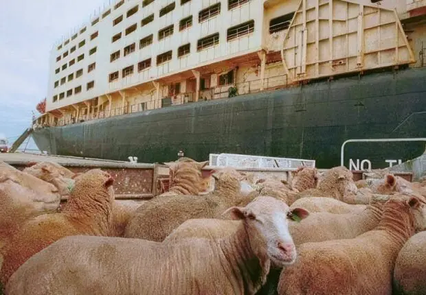 L’importation des moutons de l’Aïd démarre : ces 2 pays envoient les premières cargaisons