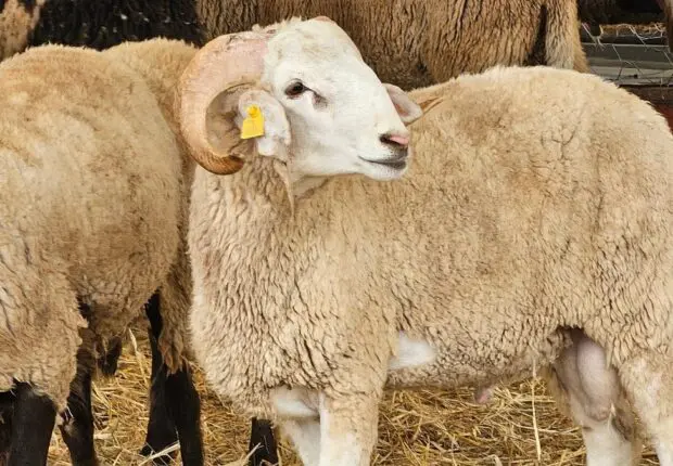 La chute des prix du mouton local se poursuit : voici les tarifs actuels sur les marchés algériens
