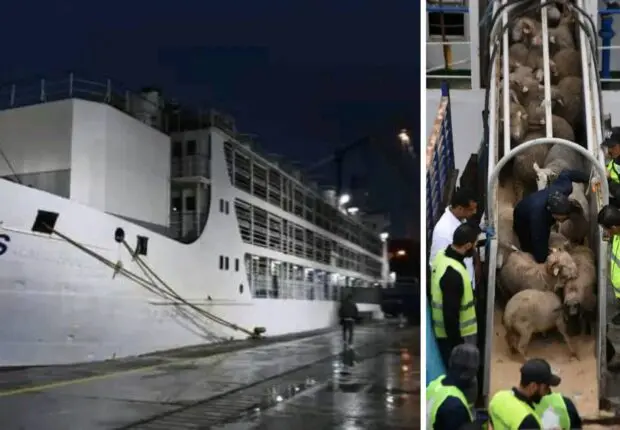 La première cargaison de moutons importés pour l’Aïd accoste au port d’Alger [vidéos]