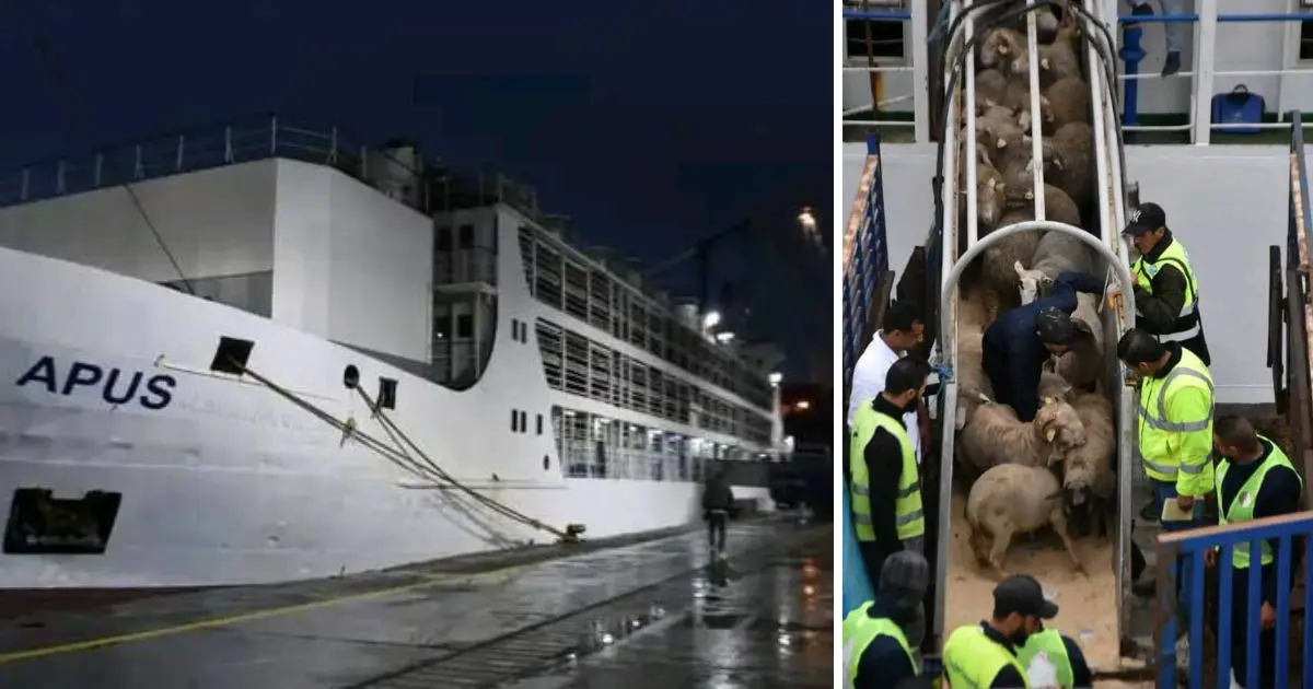 La première cargaison de moutons importés pour l’Aïd accoste au port d’Alger [vidéos]