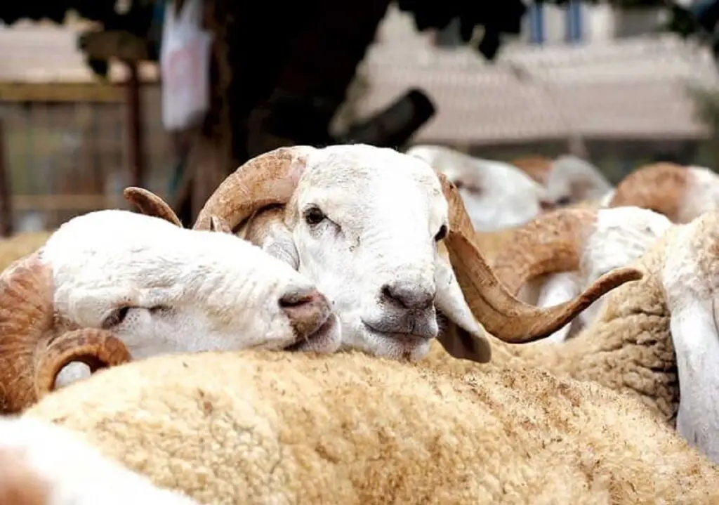 Aïd al-Adha 2025 : les prix des moutons s&rsquo;envolent en France